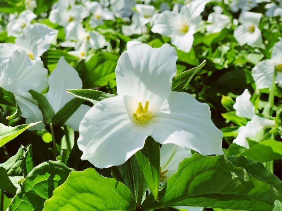 #30. Trillium